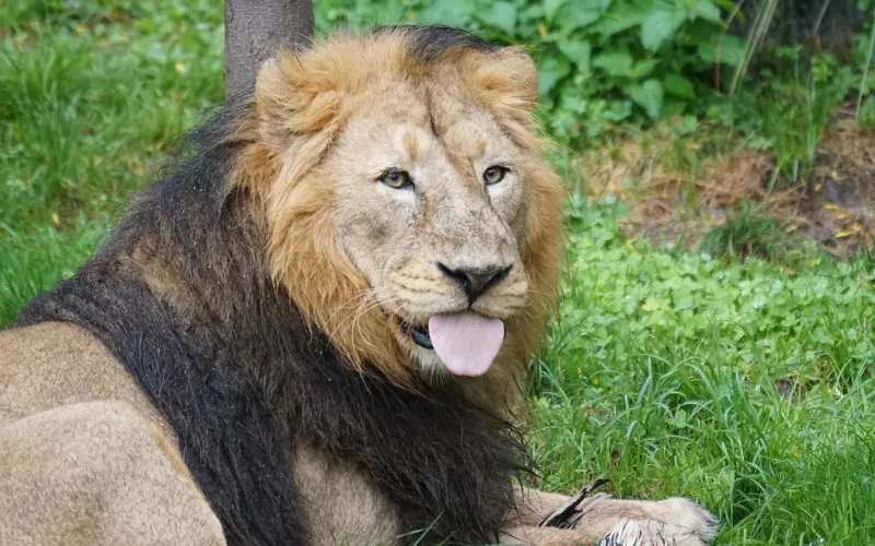 如何挽回狮子座爱情？成功挽回狮子座绝招，高达91%成功率