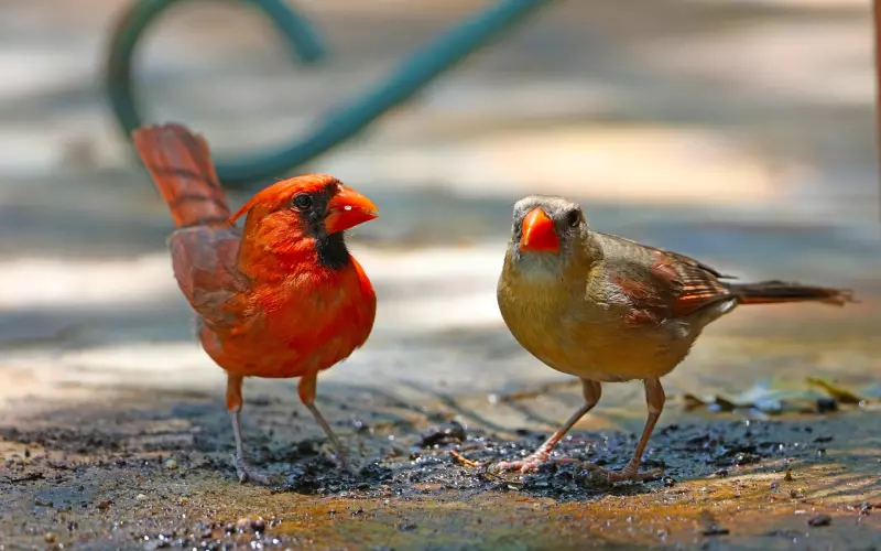 挽回爱情之如何引起共振