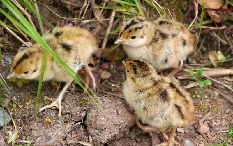 男友见到初恋后旧情复燃该如何挽回