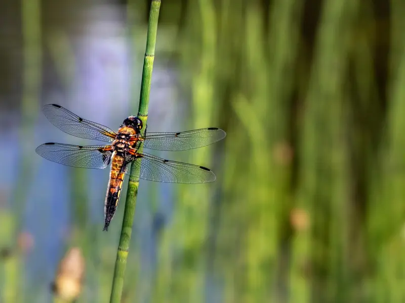 怎么挽回婚姻，发现老公出轨，教你四招轻松应对