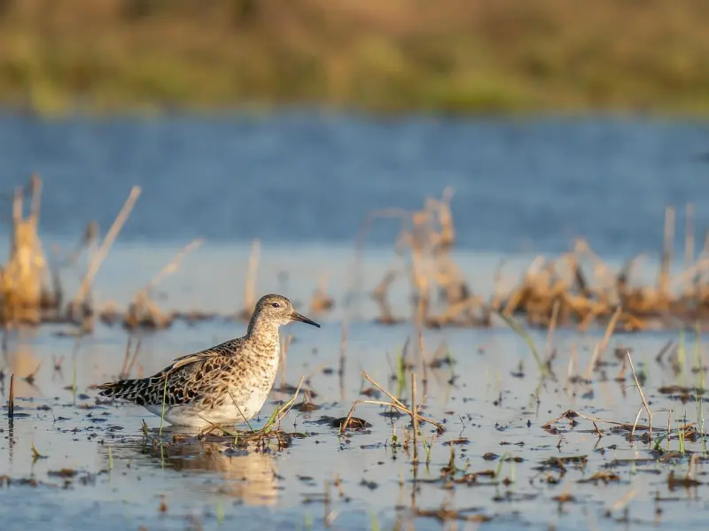怎样挽救婚姻，教你挽回婚姻最好的方法