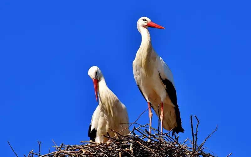 如何判断男友对你长择还是短择？