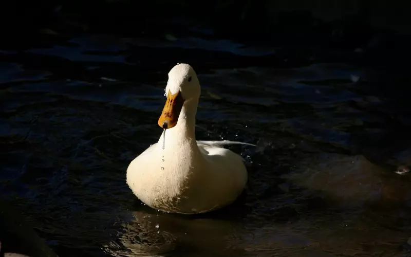 挽回爱情过程中该如何进行测试联系？