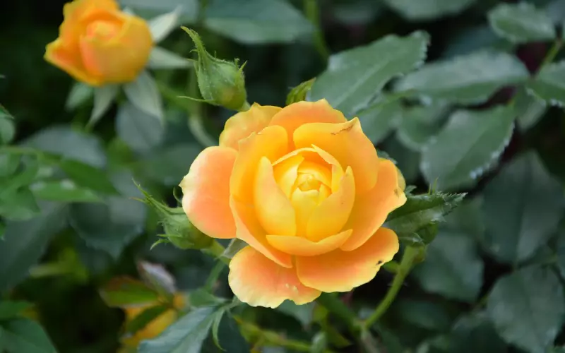 如何通过提供情绪价值调教好男友？