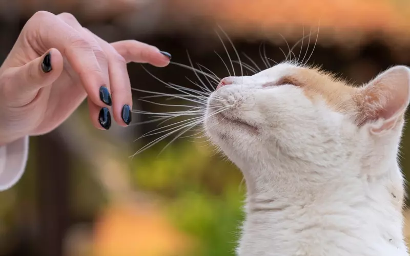 分手后利用好奇心让前任主动联系你的方法