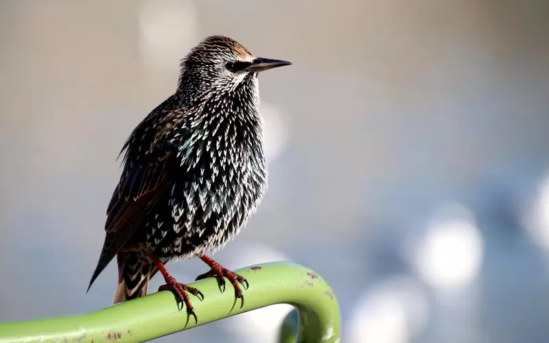 挽回中如何利用神秘感，让前任主动求复合？