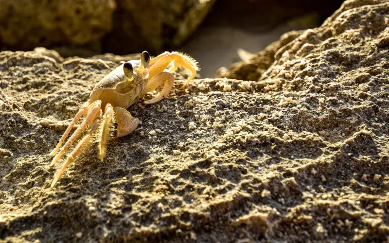 分手怎么挽回巨蟹座男友呢？螃蟹们往往都很被动，要主动出击
