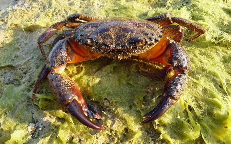 怎么挽回巨蟹座男友？引起蟹蟹兴趣，让你们重新在一起