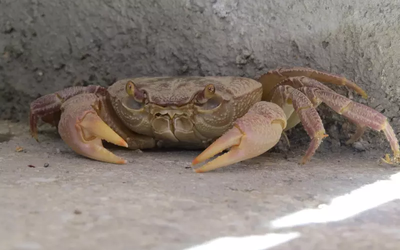 怎样挽回巨蟹座男友：只要掌握这三招，让“蟹”重新爱上你