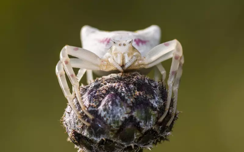 如何挽回巨蟹女：这几个表现说明巨蟹女想放弃了