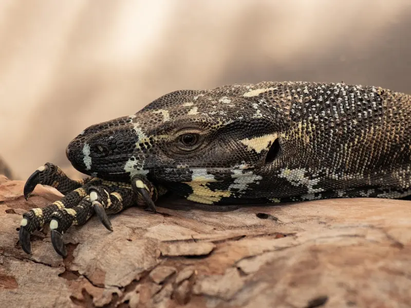 如何挽回巨蟹座男友：挽回巨蟹座男友该怎么办？