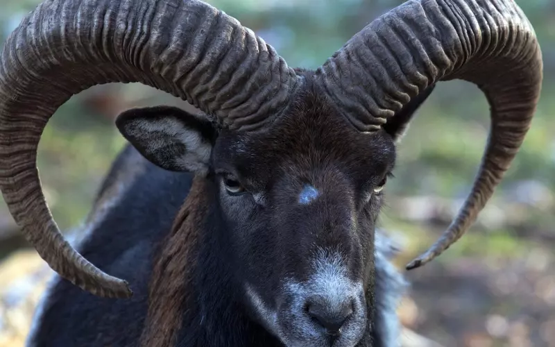 挽回摩羯座男友?轻松学会这三招,挽回摩羯男很简单