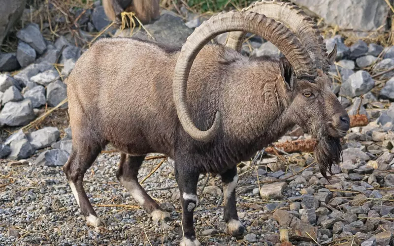 摩羯座男友该怎么挽回呢？挽回摩羯男有该怎么做？