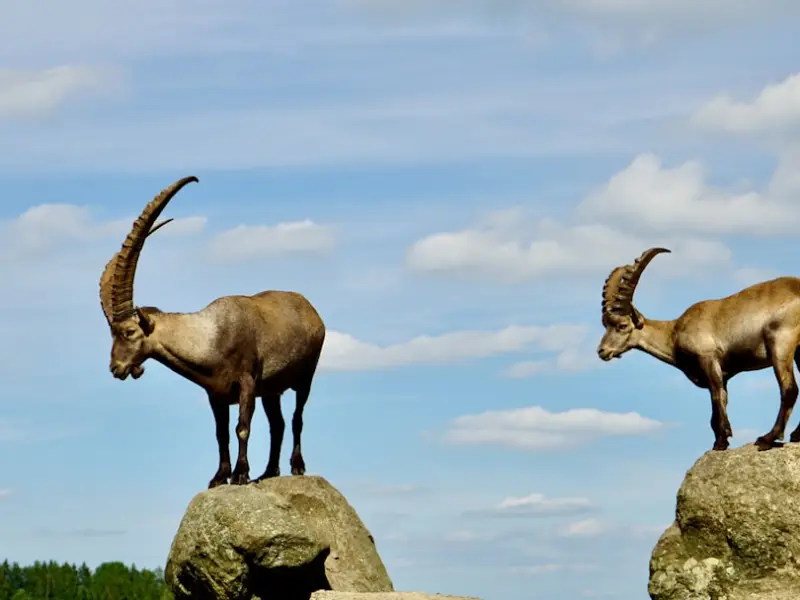 挽回摩羯座男朋友：挽回男朋友必杀技