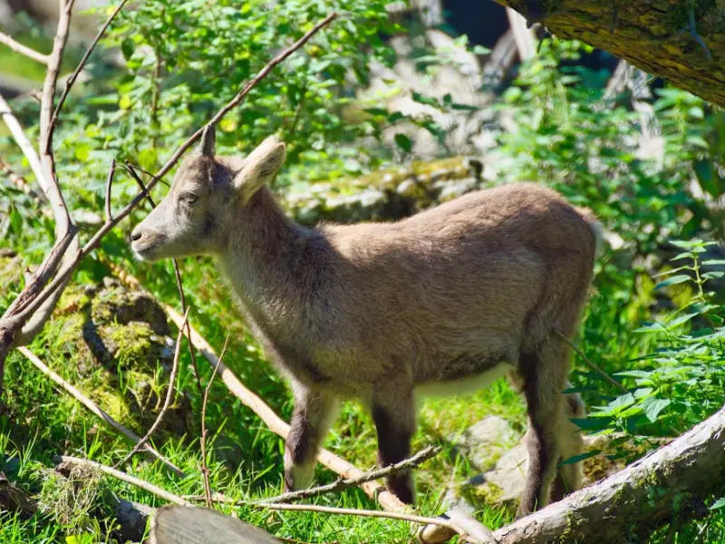 怎样挽回摩羯座？摩羯座男朋友分手内心是怎样的你真的知道？