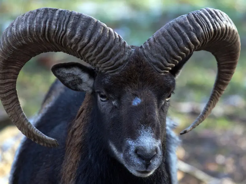 怎样挽回摩羯座男朋友：让死心“羯”一反常态被你挽回！