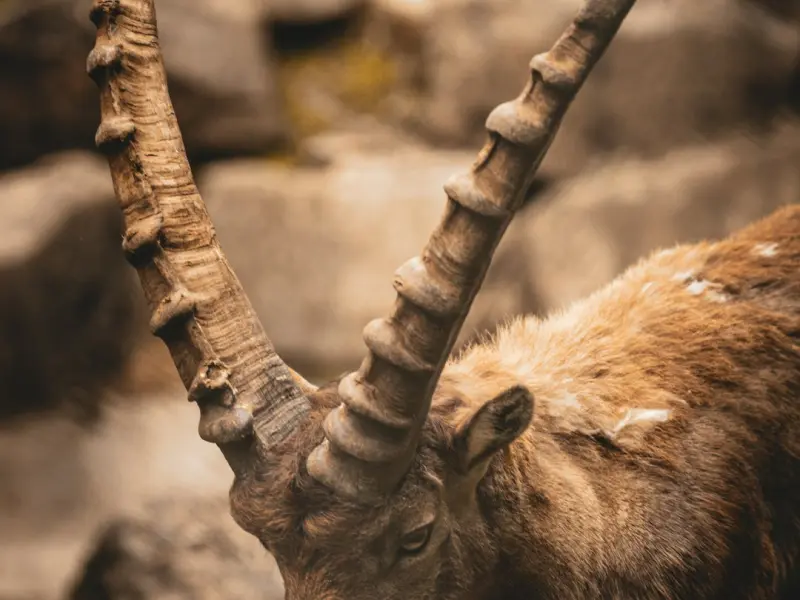 怎样挽回摩羯座男朋友：怎样才能成功挽回这段感情？明白边际效应