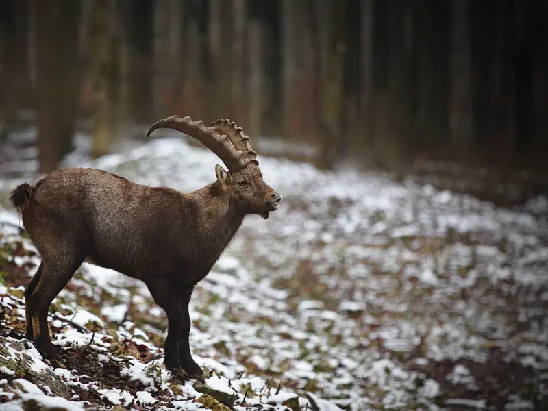 怎么挽回摩羯座老公，摩羯男还爱一个人的表现