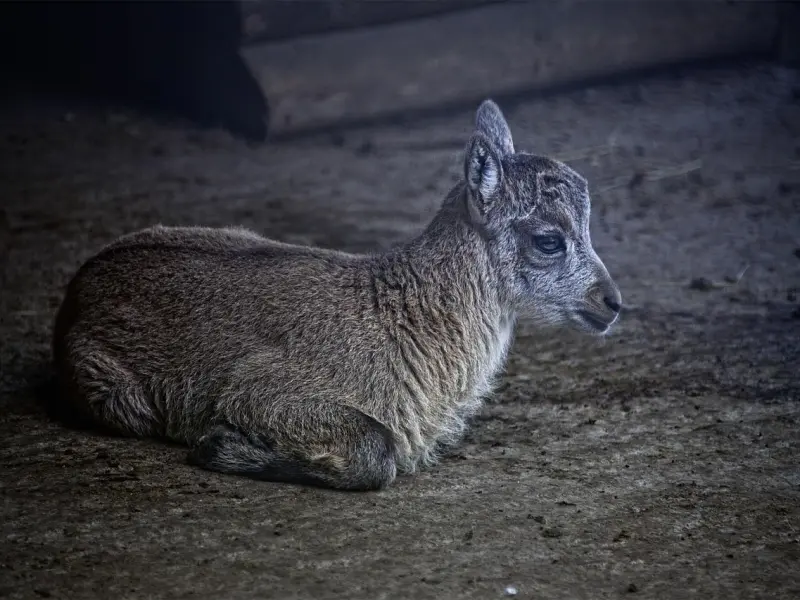 如何挽回摩羯男：挽回摩羯男友的三个套路