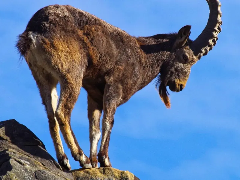 怎么挽回摩羯座男友：挽回摩羯座男友的必杀技，挽回男友的绝招