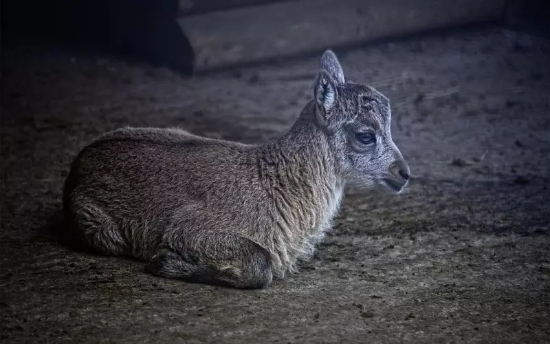 如何用幽默感挽回摩羯男？天蝎女必须知道的情感修复技巧