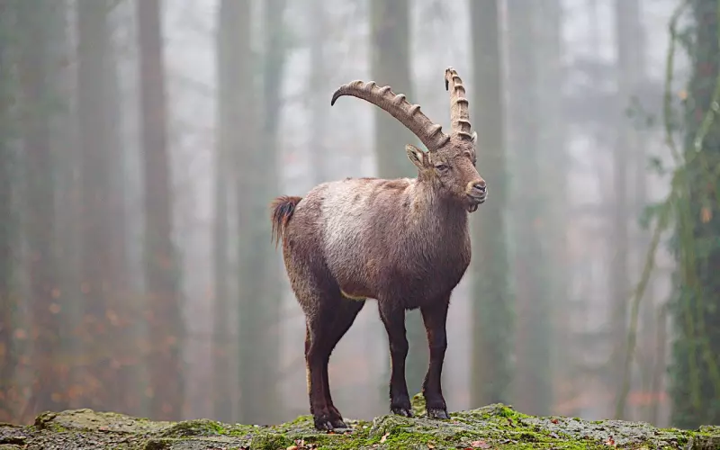 如何挽回摩羯男？7招挽回摩羯男友的心