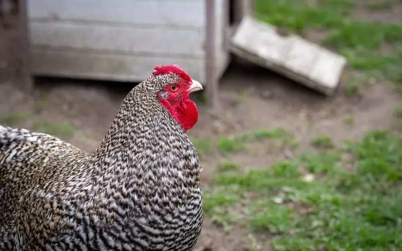 如何挽回一个对你死心的鸡男？