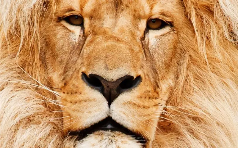 如何挽回死心的狮子男，教你挽回狮子男的技巧