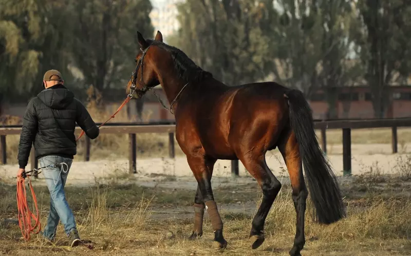 铁心离婚的老公该怎么挽回：教你挽回老公的正确步骤