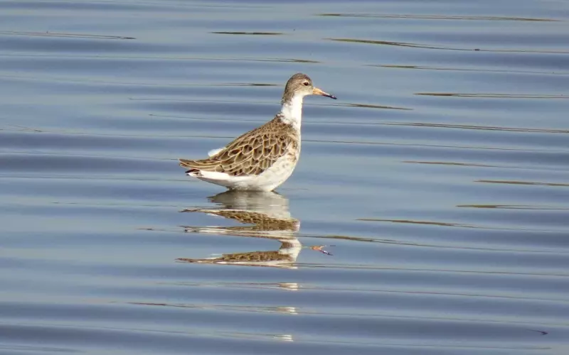 如何挽回约会成功4次女生(约会失败还可以挽回吗)