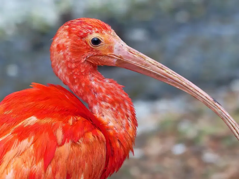 如何挽回已死心的女友，必学挽回技巧