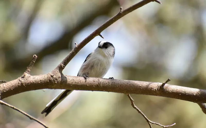 挽回方法：挽回男朋友的挽回指南