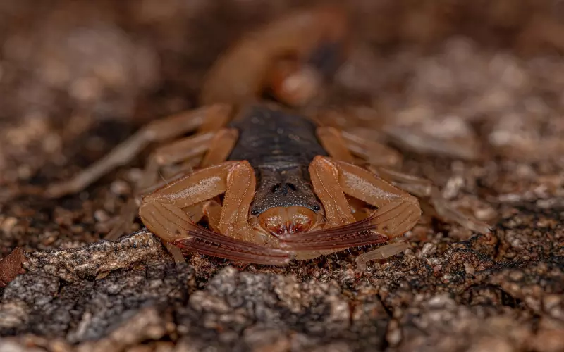 如何挽回绝情的天蝎男，让他主动复合！