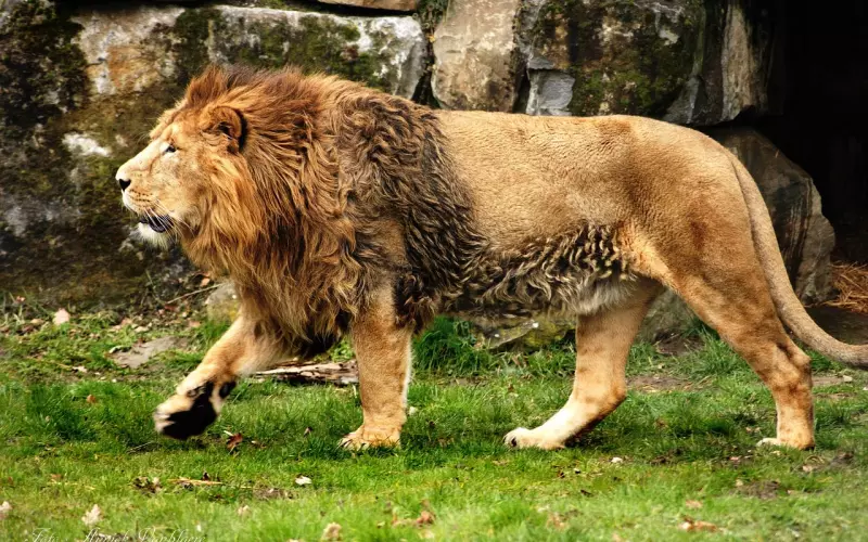 挽回狮子座男友方法：挽回狮子座男友做好这三步，必然挽回他