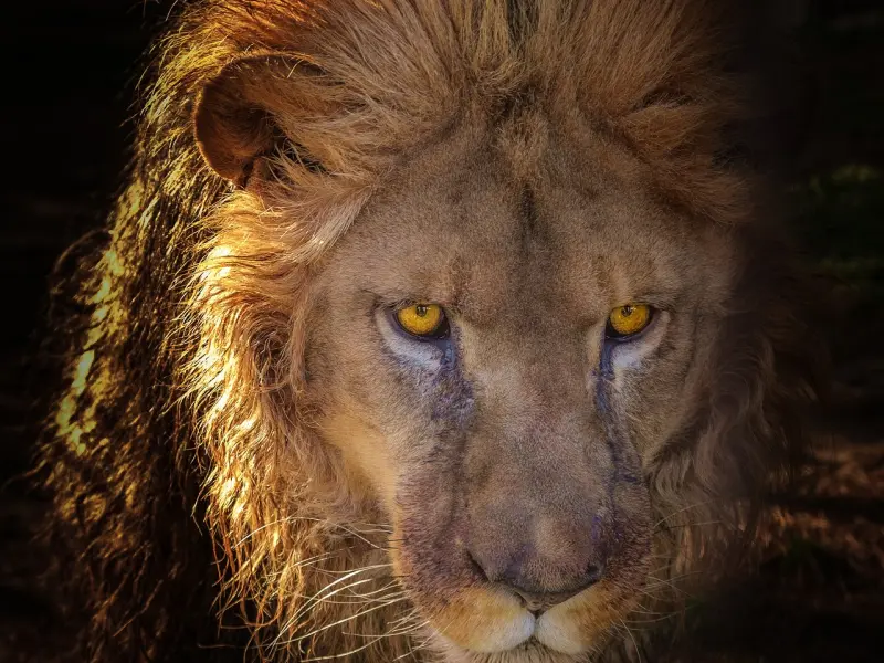 怎么挽回狮子座男友：挽回狮子座男友的最佳黄金时间。