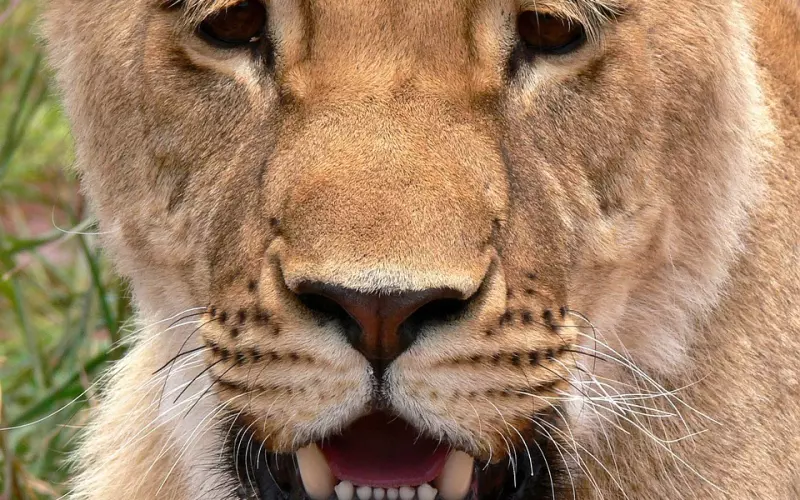 如何挽回狮子座前男友？三招教你挽回狮子男