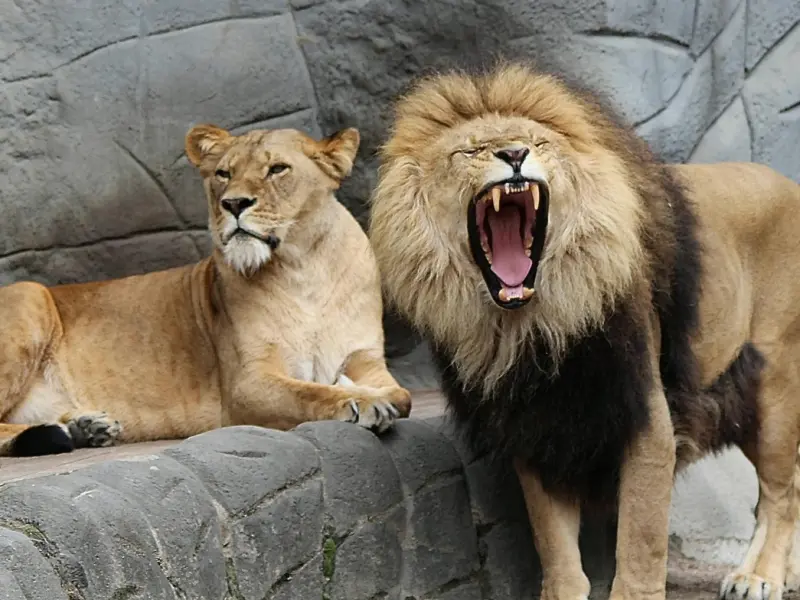 怎么挽回狮子座女友：学会这三招，挽回不爱你的狮子座女友