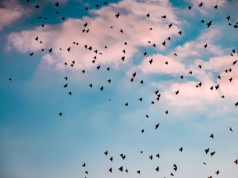 如何挽回狮子座老公,老公决心离开我了，用这几招能帮你挽回他的心