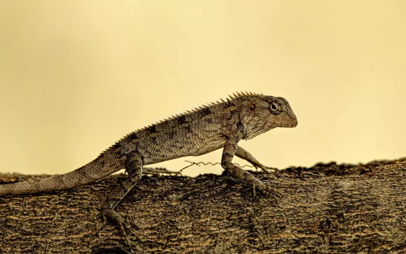 如何挽回天秤前男友：切记和天秤男计较