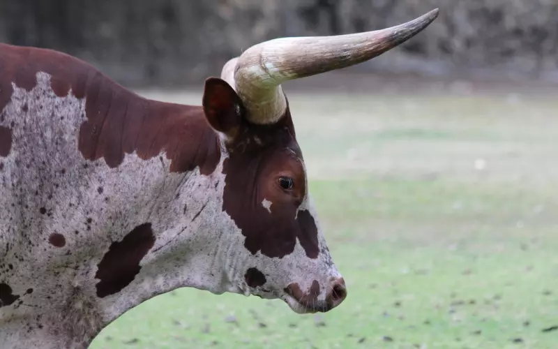 怎么挽回不爱的男人？能用“二次吸引”挽回金牛座吗？
