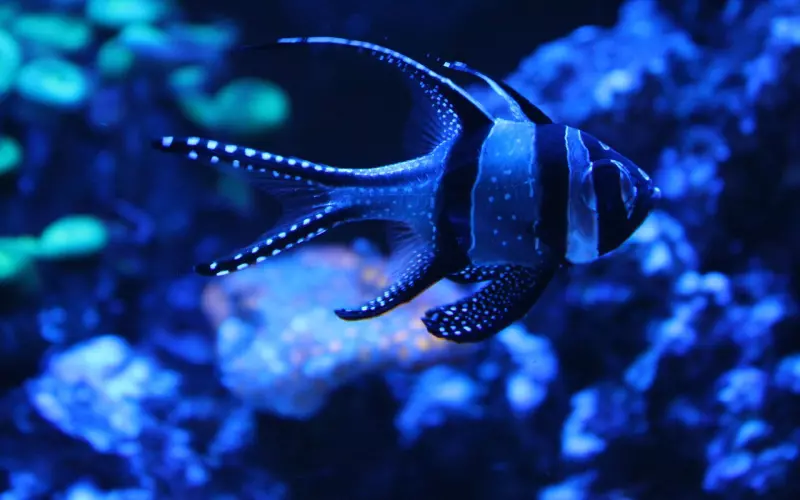 怎么挽回双鱼座女友？保持自己的风度，重新将对方的芳心俘获