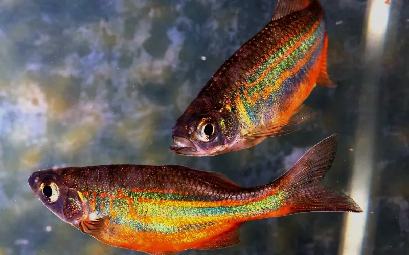 如何挽回双鱼座男友：分手.拉黑还能挽救吗？