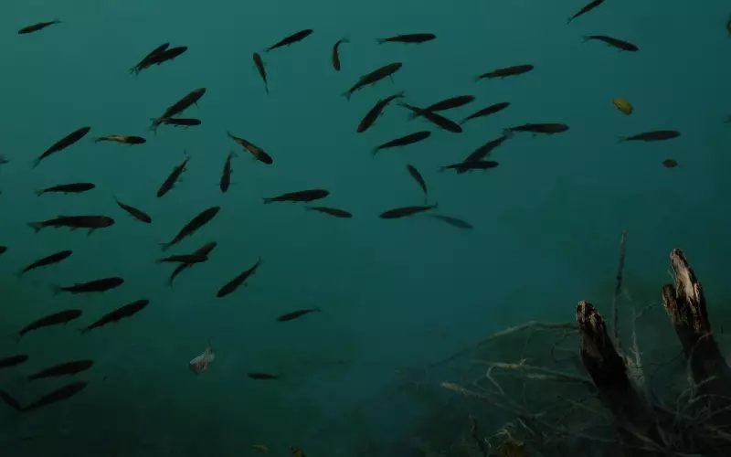 怎么挽回双鱼座男友？耳根子的双鱼，挽回时：真心说示弱的话