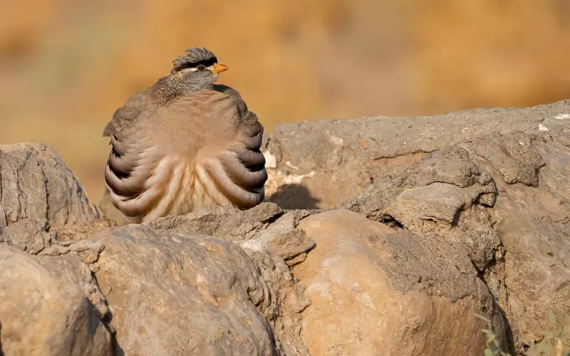 挽回双鱼男：从复合专家手里偷来，100%针对挽回双鱼男
