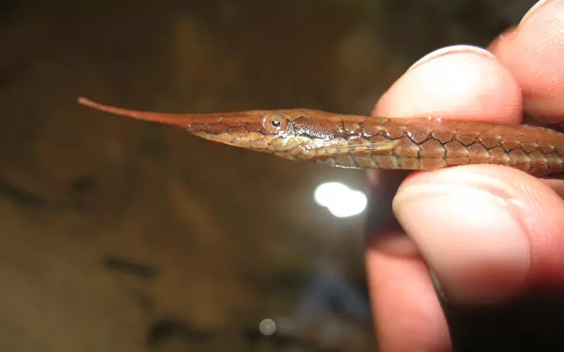 如何挽回死心的双鱼座男，适合挽回双鱼座的方法，超高几率挽回！