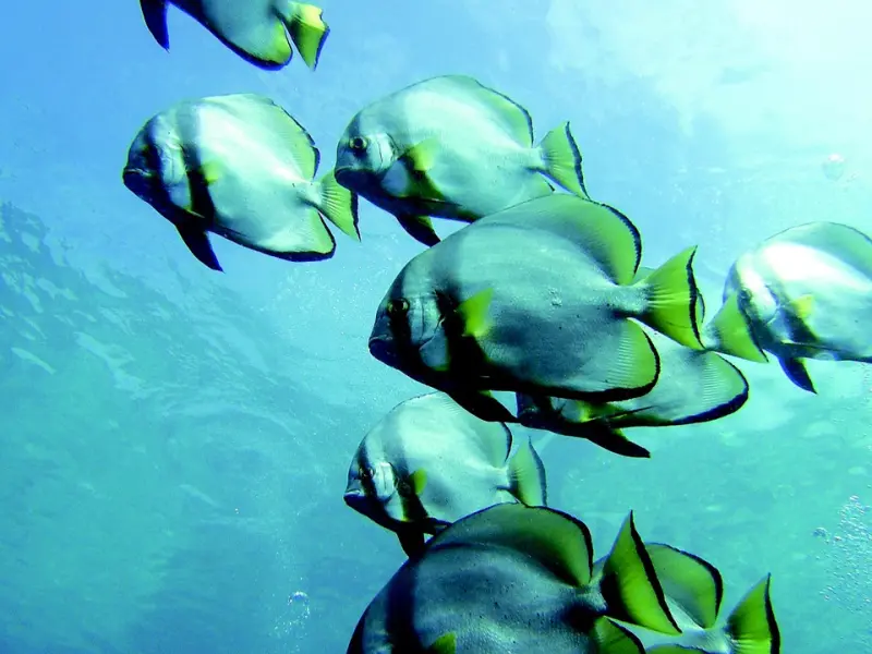 如何挽回双鱼座男友：学会这三招，成功挽回双鱼座男友