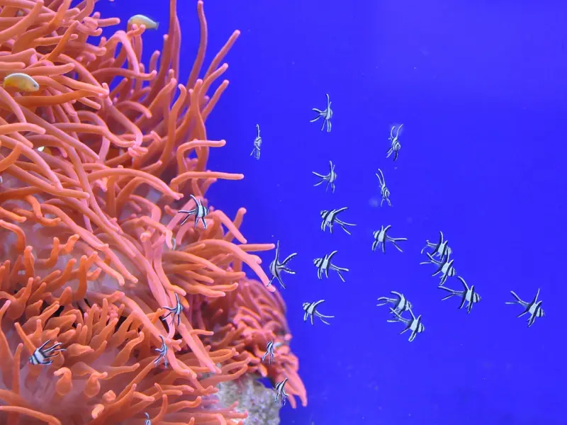 怎么挽回双鱼座男友：双鱼座男友不爱了，该如何挽回？