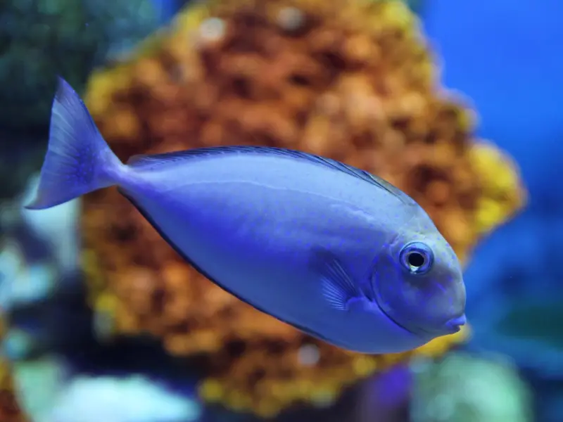 怎么挽回双鱼座男友：用这三招挽回双鱼座男友，成功率有80%