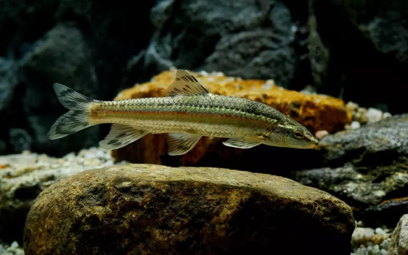 如何挽回双鱼座男人？实用指南帮你成功复合！