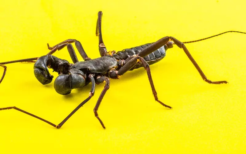 如何挽回天蝎座男友，分手后二次吸引挽回爱情